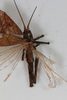 CollectionObject 1505731; e38f06a7-be9f-40c6-ba04-da9930e6f51c: female, dorsal view (holotype). (CollectionObject).