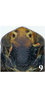 Head: !! display not done !! on Igutettix pulverosus Matsumura, 1932: male. (Observation).