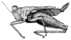 Synalibas vagans Günther, 1939: Fig. 248 [probably after syntype]. female, lateral view (pronotum length 6 mm, hind femur 5.6 mm). (Otu).