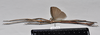 CollectionObject 1572755; NHMUK(SF IMPORT DUPLICATE) 845368, dee61c87-55d1-4b8c-8255-120f91e65e6c: copyright Natural History Museum, London. male (paratype). (CollectionObject).