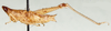 Pseudothericles compressifrons (Stål, 1875): lateral view. (Otu).