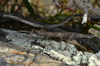 copyright Paul D. Brock. female in crevice, Nevis, Cromwell, 22 February 2015. Depicts Niveaphasma annulatum (Hutton, 1898), an Otu.