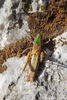 CollectionObject 1598788; 87d0040b-884b-4af3-944f-3a99f0137a40: male. (CollectionObject).