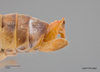 Pygofer, lateral view on Calcagninus divaricatus Bliven, 1964: (Observation).
