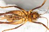 CollectionObject 1531305; a1cc15af-0db5-49c5-8bf9-5d9f54176488: female, ventral view (syntype). (CollectionObject).
