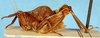 CollectionObject 1505235; edabc00b-3b39-4e86-a01f-5f2c5b056948: male, lateral view. (CollectionObject).