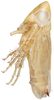 Habitus, lateral view: !! display not done !! on Cortona minuta Oman, 1938: Habitus, male, lateral view. (Observation).