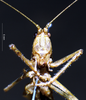 CollectionObject 1503301; MBBJ 3225082, ec449414-c641-4202-b73e-6918bca0af32: female, frontal view. (CollectionObject).