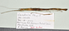CollectionObject 1597622; cd04bd99-2796-4c07-8574-7da1a20a2f3f: copyright QM. female, dorsal view (paratype). (CollectionObject).