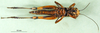 CollectionObject 1567412; 21900a87-caeb-466e-8cf6-be79a958c28d: female, ventral view (syntype). (CollectionObject).