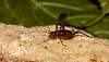 CollectionObject 1861691; Unioeste Cascavel SAOP-348, 381e086d-49d7-4565-8f5f-de29785f28d0: Female, in vivo. Lateral view. (CollectionObject).