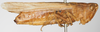 CollectionObject 1519440; f4045920-d9c4-4605-8844-0c0a14942c2f, NHMUK10924572: female, lateral view (holotype). (CollectionObject).