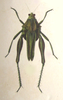 Spathalium audouinii (Blanchard, 1836): Plate XXI, 6. female habitus. (Otu).