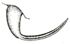 Prohimerta (Prohimerta) annamensis Hebard, 1922: Pl. XI, Fig. 18 (after type). male cercus, dorsal view. (Otu).