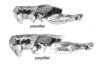 Melanoplus payettei Hebard, 1936: (Otu).