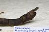 CollectionObject 1576532; 23ef1579-bcd0-4b72-95cd-7b984016a422: copyright ZRC Singapore. female: end of abdomen, lateral view (holotype). (CollectionObject).