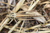 female in dorsal view (from Croatia: Korcula Isl.). Depicts Decticus albifrons (Fabricius, 1775), an Otu.