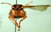 CollectionObject 1501494; fdfb6e0e-0ab3-4bb1-8a90-14cb65f83796: female, frontal view (syntype). (CollectionObject).