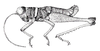 Eucosmetacris cingulata (Bolívar, 1881): Fig. 116. male habitus. (Otu).