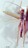 CollectionObject 1505290; b85e406d-308e-4098-8c99-608772f826aa: male habitus dorsal view (holotype). (CollectionObject).