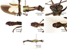 CollectionObject 1599763; MNCR 3,736,798, 32810079-61a9-4873-b0f1-551420b1a781: copyright MNCR. male (paratype). (CollectionObject).