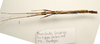CollectionObject 1595833; ff5fcbcd-51c4-4949-9736-54c189947acb: copyright Francis Seow-Choen. male, dorsal view (paratype). (CollectionObject).;CollectionObject 1595834; b38154f1-a011-4ea1-8cc0-b8a916dc29d2: copyright Francis Seow-Choen. male, dorsal view (paratype). (CollectionObject).