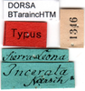 CollectionObject 1500497; 98ebb98f-90f3-4cf5-a007-171774d8c514, DORSA BTaraincHTM: labels (holotype). (CollectionObject).