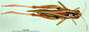 CollectionObject 1594832; 9f44fe0b-e988-422b-9c30-4232ac6510e1: male, dorsal view (syntype). (CollectionObject).