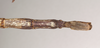 CollectionObject 1561201; NHMUK(SF IMPORT DUPLICATE) 844712, fba3b5b0-24c8-45d6-b06e-c9e4f45db985: copyright Natural History Museum, London. female: end of abdomen, ventral view of synonym Dixippus cornutus (holotype). (CollectionObject).