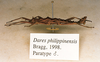 CollectionObject 1558295; 612fcd09-837d-419b-9588-527aab6bbb69: copyright Phil Bragg [in Chan coll.]. male, lateral view (paratype). (CollectionObject).;CollectionObject 1558296; cb137b84-bb07-4cd2-b868-cb9f0ab5a3ac: copyright Phil Bragg [in Chan coll.]. male, lateral view (paratype). (CollectionObject).;CollectionObject 1558297; 38b82f2f-4301-4527-b4cc-c3d5c48f2886: copyright Phil Bragg [in Chan coll.]. male, lateral view (paratype). (CollectionObject).