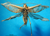 CollectionObject 1530714; c16f3956-1460-43d6-93eb-59af9a918b13: male, dorsal view (lectotype). (CollectionObject).