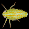 Nymph on Aplos simplex (Germar, 1830): (Observation).