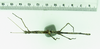 CollectionObject 1557607; 64d70d80-c31e-4357-8a5f-5803c779631b: copyright MZUSP. female nymph of synonym Canuleius brevipes, dorsal view (holotype). (CollectionObject).
