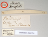 CollectionObject 1560062; NHMUK(SF IMPORT DUPLICATE) 844794, 963f9ea1-cfa5-4832-88c4-3b766c0ac107: copyright Natural History Museum, London. female, data labels (holotype). (CollectionObject).