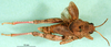 CollectionObject 1545335; ea137f87-2966-4f6d-9374-ccd0084de17e: male, dorsal view (paratype of Glyphotmethis adaliae angorensis). (CollectionObject).