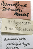CollectionObject 1506495; bf8e3a0f-d733-444d-a253-40c0e0fa6f14: labels (syntype). (CollectionObject).