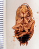 Eurycotis ferrumequinum Rehn & Hebard, 1927: Photo taken by Heidi Hopkins. (Otu).