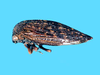 Creonus Sakakibara, 1996: _Creonus lloydi_. (Otu).
