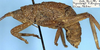 CollectionObject 1531723; 6a290085-043a-4789-8b7d-500d96d0f046: male, lateral view (lectotype). (CollectionObject).