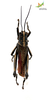 CollectionObject 1849151; cdafbf33-13ab-492c-a4ac-e64b53dcde8f, Unioeste Cascavel SAOP-0007: Male. Dorsal view. (CollectionObject).