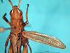 CollectionObject 1577116; 75b89cdb-15e1-45e2-9f30-72fec0a3799a: male, dorsal view (allotype of Chorthippus xerophilus). (CollectionObject).