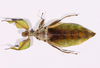 CollectionObject 1591392; 7d78fac1-fa80-45ea-815a-c34b7173b32e: copyright ISAS Yunan. female, ventral view (holotype). (CollectionObject).