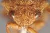 Head on Cyphotes bullata (Stål, 1862) now Cyphotes nodosa Burmeister, 1835: (Observation).