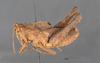 CollectionObject 1523899; d01e2039-4ba6-4dee-b2d8-6870522193f3: male, lateral view (syntype). (CollectionObject).
