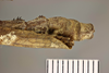 CollectionObject 1558889; 38332a44-9667-4685-b98e-7866f0574ab1: copyright NHMB Basle. male: end of abdomen, dorsal view (holotype). (CollectionObject).