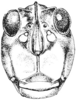 Neotettix proavus Rehn & Hebard, 1916: Fig. 101. male, head, facial view. (Otu).