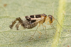 Graphopsocus cruciatus (Linnaeus, 1768): (Otu).