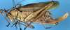 Gregoryella dimorpha Uvarov, 1925: female, lateral view (paratype). (Otu).