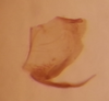 Pygofer, lateral view on Carnoseta colomella (DeLong, 1981): Male paratype [OSU]: pygofer and subgenital plate, lateral view. (Observation).