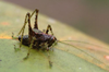 CollectionObject 1503563; ZFMK ZFMK-ORT-00010769, 89551536-ee8e-46a8-88b7-a5732125a515: 1999. male (holotype). (CollectionObject).